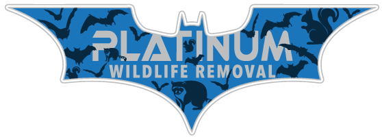 Saginaw Wildlife Removal